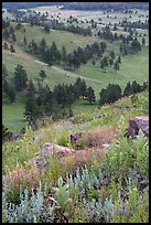 Wildflowers on Rankin Ridge and ponderosa pines. Wind Cave National Park, South Dakota, USA. (color)