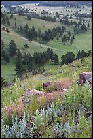 Wildflowers on Rankin Ridge and ponderosa pines. Wind Cave National Park ( color)