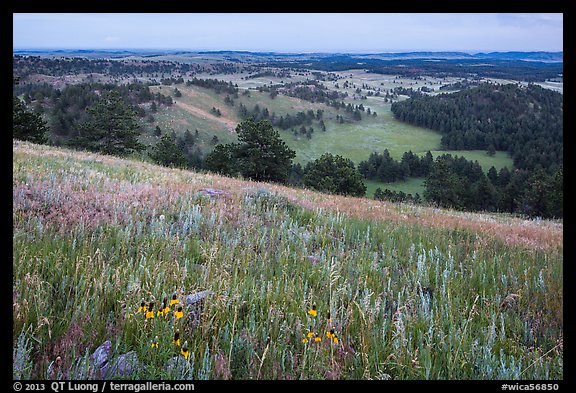 Grasses and flowers on Rankin Ridge above rolling hills with pine forests. Wind Cave National Park, South Dakota, USA.