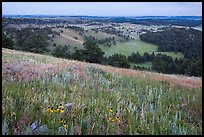Grasses and flowers on Rankin Ridge above rolling hills with pine forests. Wind Cave National Park ( color)