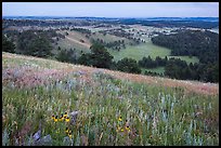 Grasses and flowers on Rankin Ridge above rolling hills with pine forests. Wind Cave National Park, South Dakota, USA. (color)