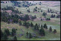 Rolling hills with ponderosa pines and grasslands. Wind Cave National Park ( color)