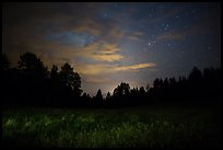 Grasses, pine forest at night. Wind Cave National Park, South Dakota, USA. (color)