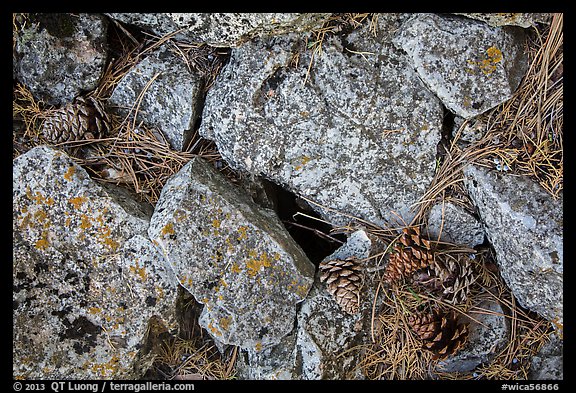 Limestone rock and ponderosa pine cones. Wind Cave National Park, South Dakota, USA.