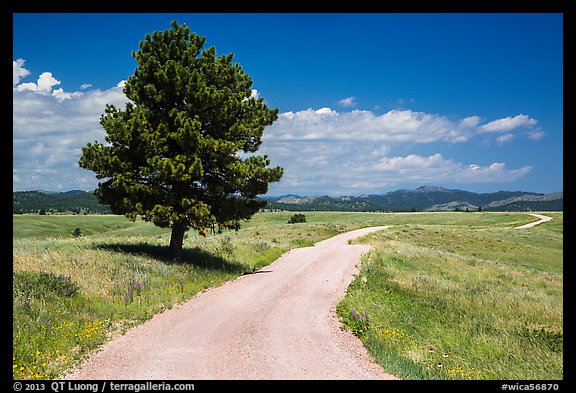 Gravel road and pine tree. Wind Cave National Park (color)