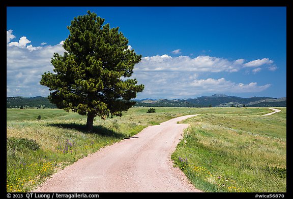 Gravel road and pine tree. Wind Cave National Park, South Dakota, USA.