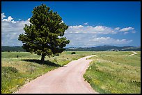 Gravel road and pine tree. Wind Cave National Park, South Dakota, USA.