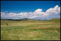 Park visitor looking, prairie and rolling hills. Wind Cave National Park ( color)