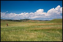 Park visitor looking, prairie and rolling hills. Wind Cave National Park, South Dakota, USA. (color)