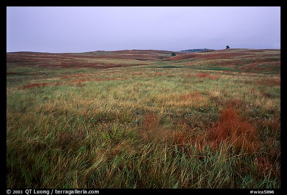 Tallgrass prairie. Wind Cave National Park, South Dakota, USA.