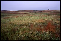 Tallgrass prairie. Wind Cave National Park, South Dakota, USA.