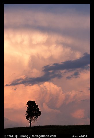 Lone tree and storm cloud, sunset. Wind Cave National Park, South Dakota, USA.