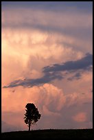 Lone tree and storm cloud, sunset. Wind Cave National Park ( color)