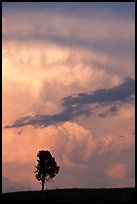 Lone tree and storm cloud, sunset. Wind Cave National Park, South Dakota, USA.