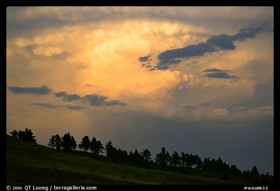 Row of trees under a storm cloud at sunset. Wind Cave National Park, South Dakota, USA.