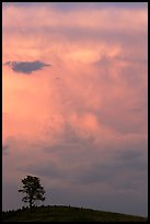 Tree on Hill and storm cloud, sunset. Wind Cave National Park, South Dakota, USA.