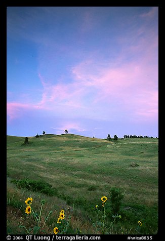 Sunflowers, hills, sunset. Wind Cave National Park (color)