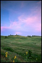 Sunflowers, hills, sunset. Wind Cave National Park, South Dakota, USA.