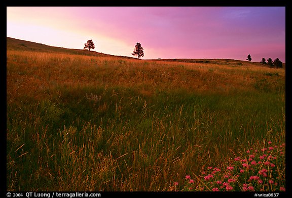 Tall grass and hills at Bison Flats, sunrise. Wind Cave National Park (color)