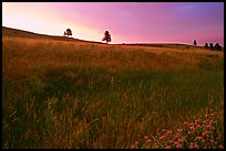 Tall grass and hills at Bison Flats, sunrise. Wind Cave National Park, South Dakota, USA.