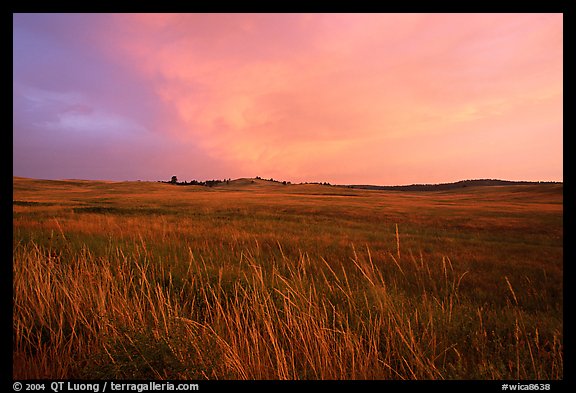 Tall grasses and pink cloud, sunrise. Wind Cave National Park, South Dakota, USA.