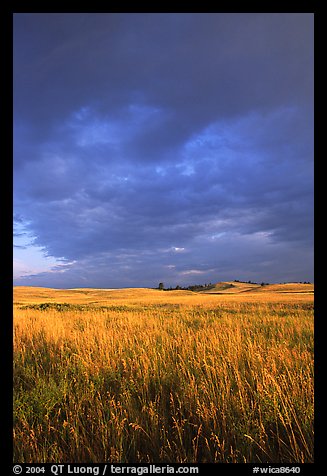 Prairie with tall grasses and dark sky, early morning. Wind Cave National Park (color)