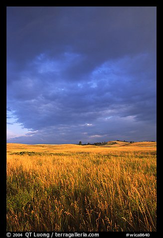 Prairie with tall grasses and dark sky, early morning. Wind Cave National Park (color)