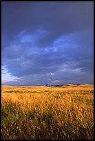 Prairie with tall grasses and dark sky, early morning. Wind Cave National Park, South Dakota, USA.