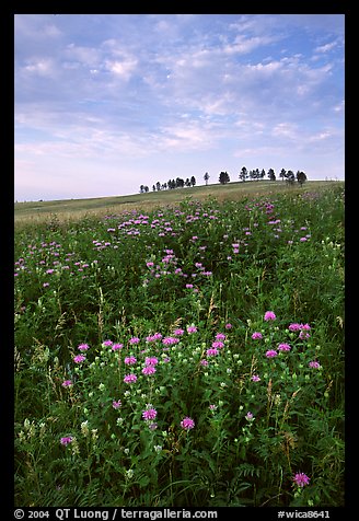 Wild Bergamot flowers, trees on skyline, morning. Wind Cave National Park (color)