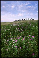 Wild Bergamot flowers, trees on skyline, morning. Wind Cave National Park, South Dakota, USA.