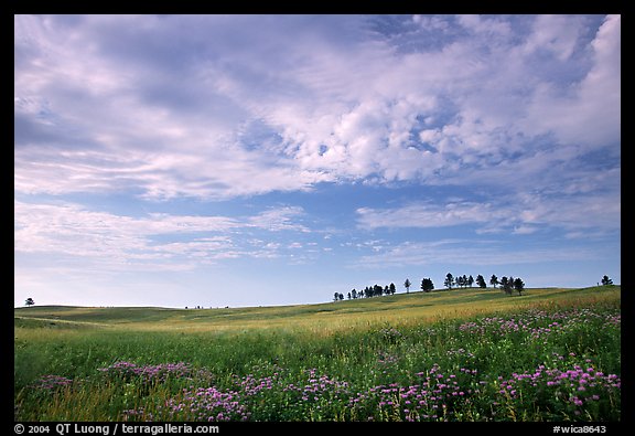 Trees on hillside and clouds, morning. Wind Cave National Park, South Dakota, USA.
