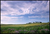 Trees on hillside and clouds, morning. Wind Cave National Park, South Dakota, USA. (color)