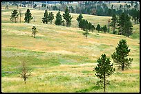 Ponderosa pines on rolling hills. Wind Cave National Park, South Dakota, USA.