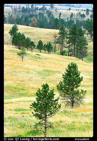 Rolling hills with ponderosa pines. Wind Cave National Park, South Dakota, USA.