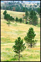 Rolling hills with ponderosa pines. Wind Cave National Park ( color)