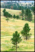 Rolling hills with ponderosa pines. Wind Cave National Park, South Dakota, USA. (color)