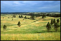 Ponderosa pines and rolling hills near Gobbler Pass. Wind Cave National Park, South Dakota, USA.