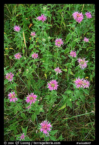 Wild Bergamots (Monarda fistulosa, Lamiaceae). Wind Cave National Park, South Dakota, USA.