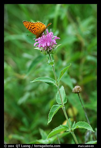 Butterfly on horsemint flower (Monarda fistulosa, Lamiaceae). Wind Cave National Park (color)