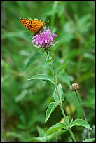 Butterfly on horsemint flower (Monarda fistulosa, Lamiaceae). Wind Cave National Park ( color)