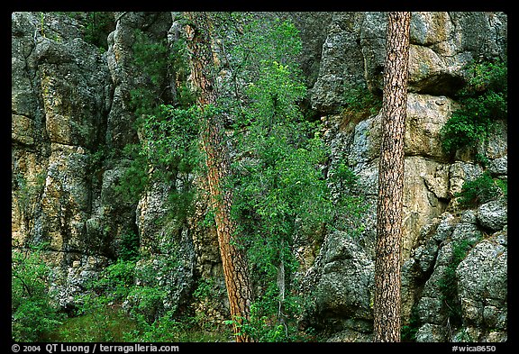 Limestone cliff. Wind Cave National Park, South Dakota, USA.