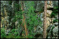 Limestone cliff. Wind Cave National Park, South Dakota, USA.