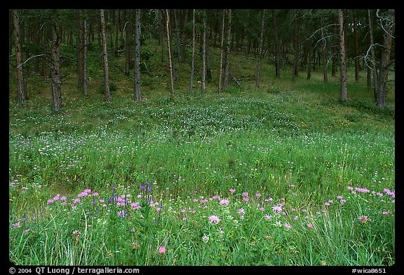 Flowers on meadow and hill covered with pine forest. Wind Cave  National Park, South Dakota, USA.