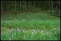 Flowers on meadow and hill covered with pine forest. Wind Cave  National Park, South Dakota, USA.