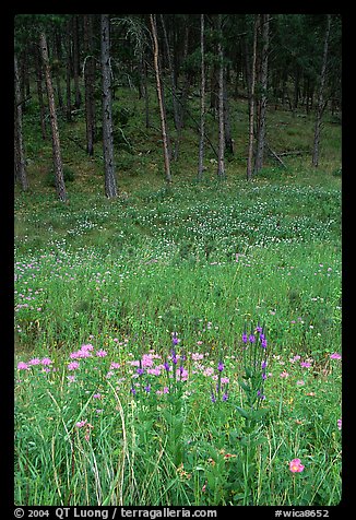 Flowers on meadow and hill covered with pine forest. Wind Cave National Park, South Dakota, USA.