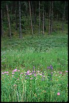 Flowers on meadow and hill covered with pine forest. Wind Cave National Park, South Dakota, USA. (color)