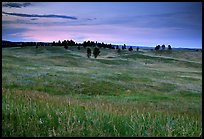 Rolling hills covered with grasses and scattered pines, dusk. Wind Cave National Park ( color)