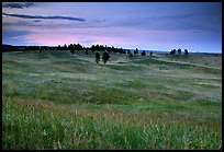 Rolling hills covered with grasses and scattered pines, dusk. Wind Cave National Park, South Dakota, USA. (color)