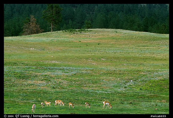 Pronghorn Antelope and hill. Wind Cave National Park (color)