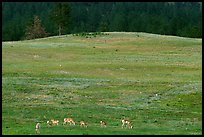 Pronghorn Antelope and hill. Wind Cave National Park, South Dakota, USA.